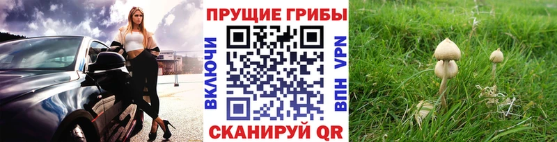 kraken вход  Сланцы  Псилоцибиновые грибы Psilocybe 